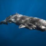 5 amazing facts about sperm whales