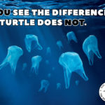 You see the difference. A turtle does not.